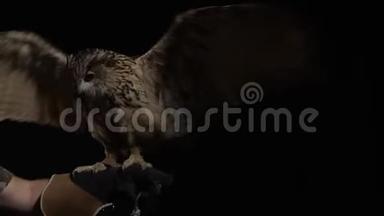 猫头鹰坐在驯兽师的手上，<strong>拍打翅膀</strong>